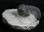 Small Gerastos Trilobite From Morocco #2132-2